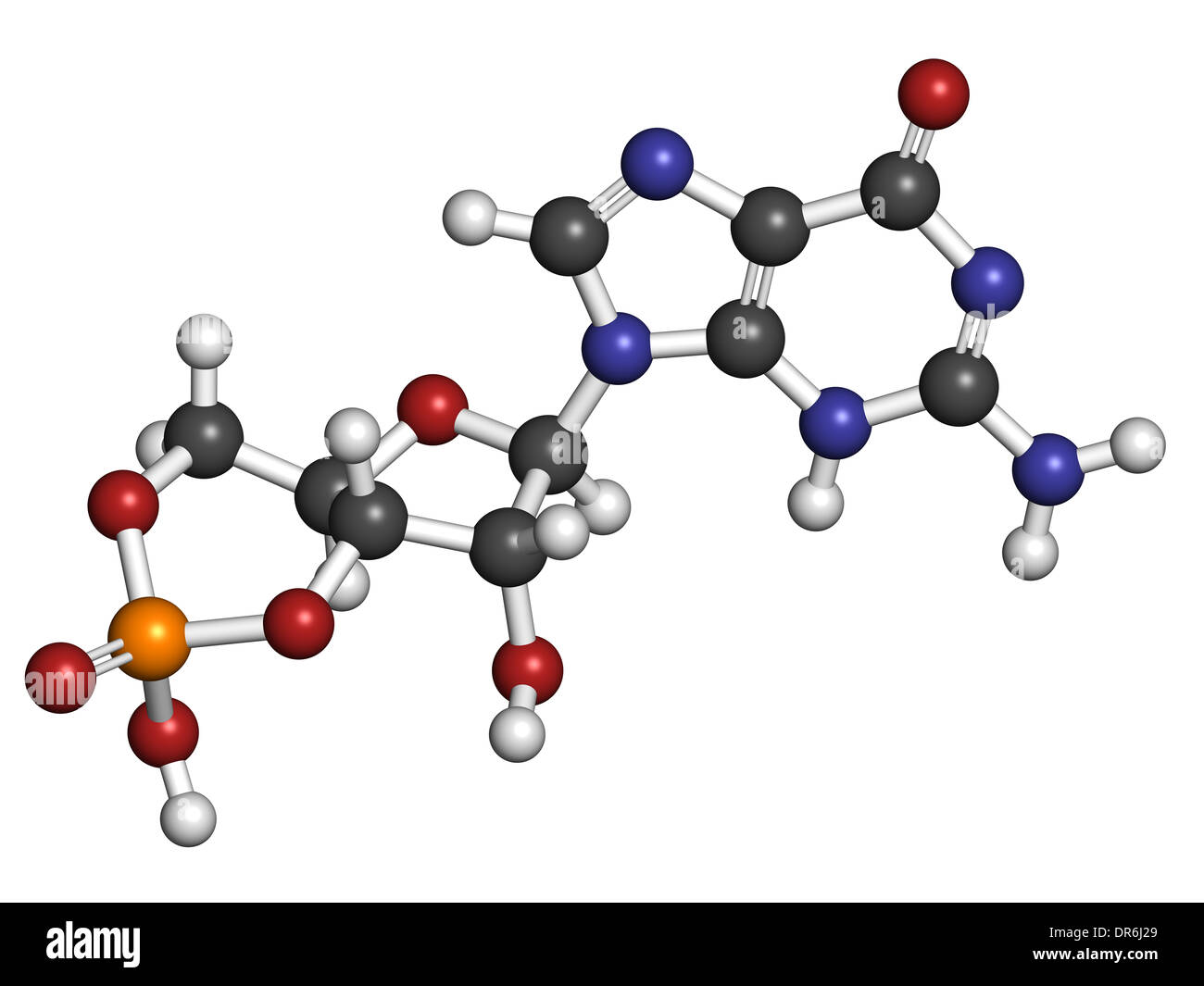 Cyclic guanosine monophosphate (cGMP) molecule. Important second messenger, produced by guanylate cyclase. Stock Photo