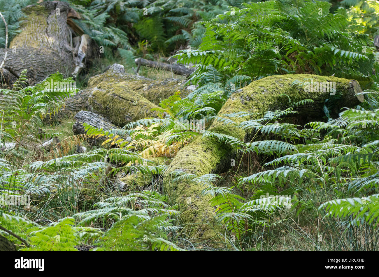 Forest floor with green ferns Stock Photo