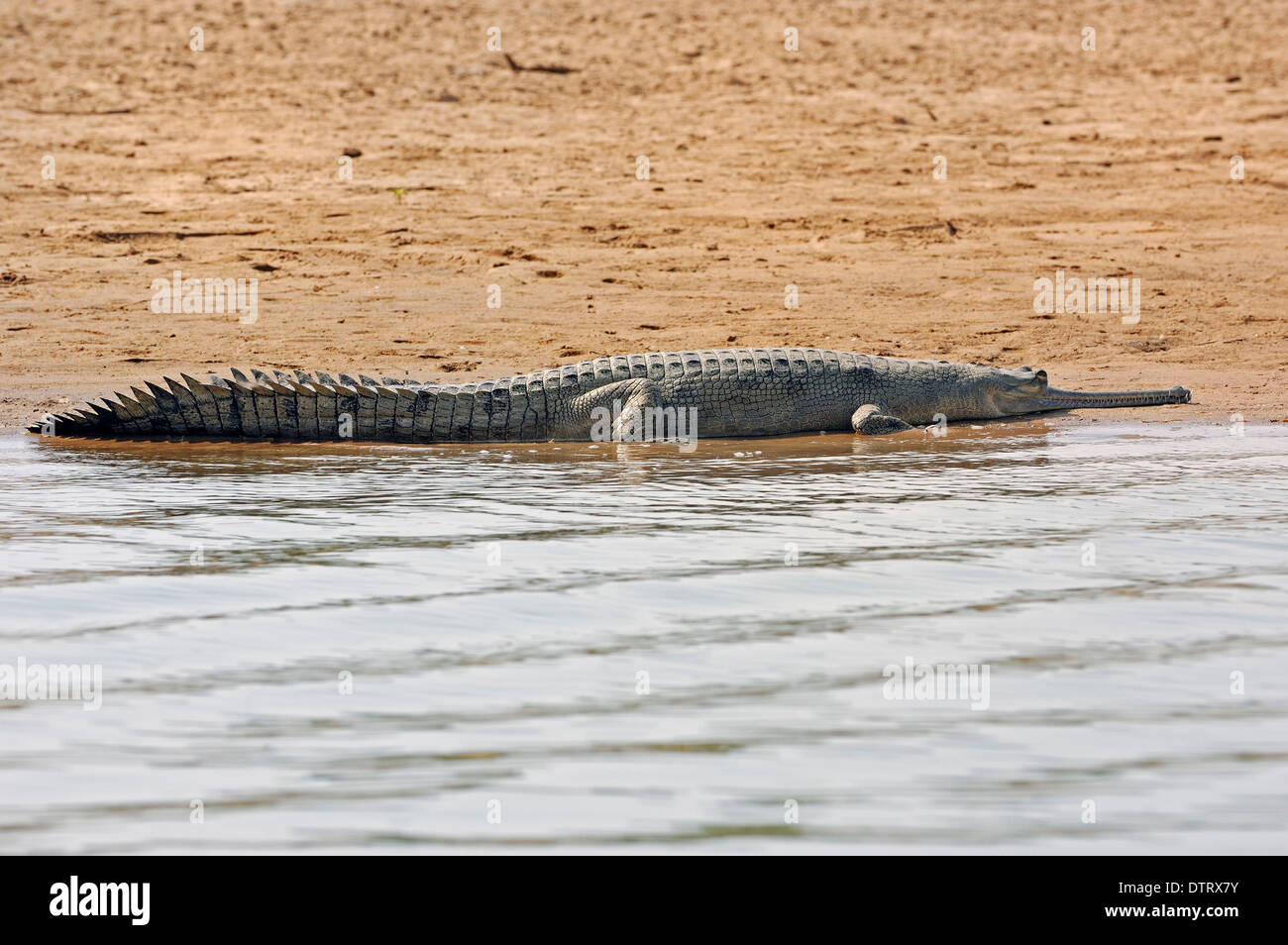 Indian Gharial, Uttar Pradesh, India / (Gavialis gangeticus) / Gavial Stock Photo