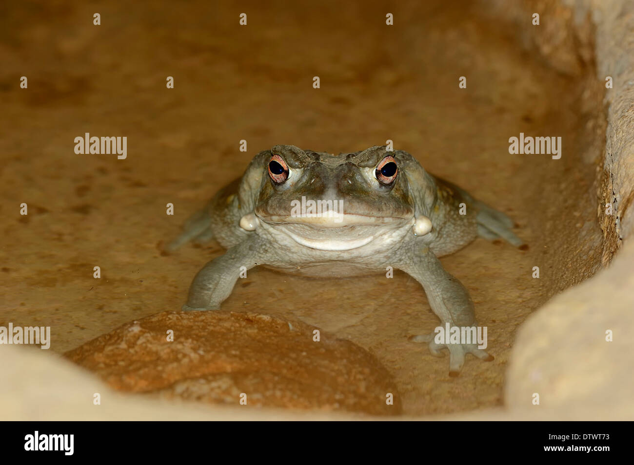 Colorado River Toad Stock Photo