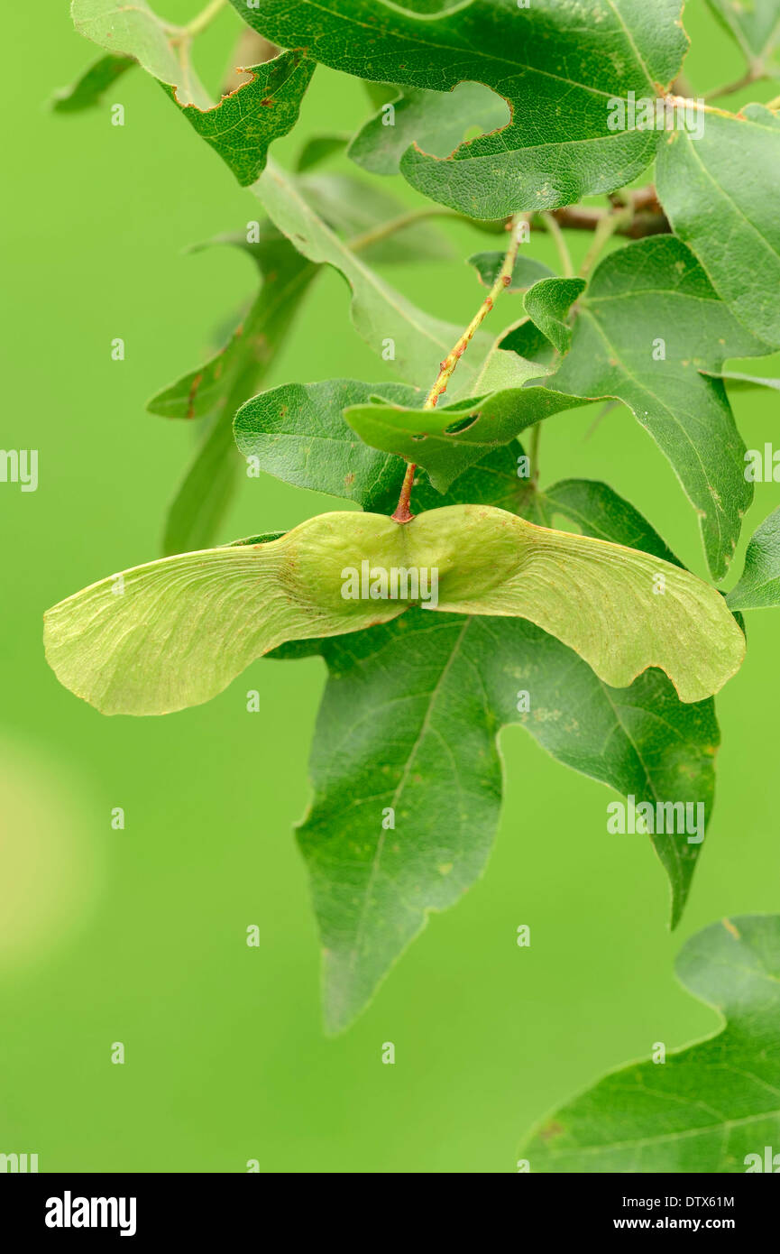 Field Maple Stock Photo