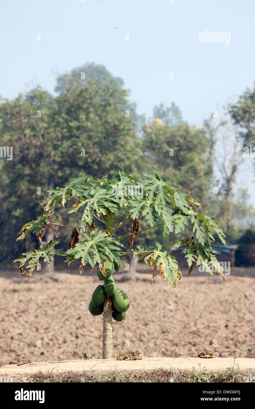 Papaya trees in the plantation and water deficit. Stock Photo