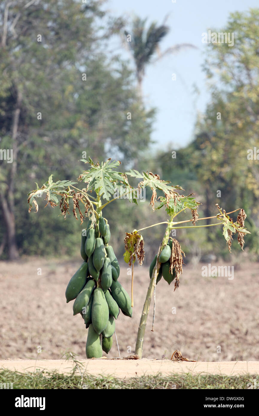 Papaya trees in the plantation and water deficit. Stock Photo