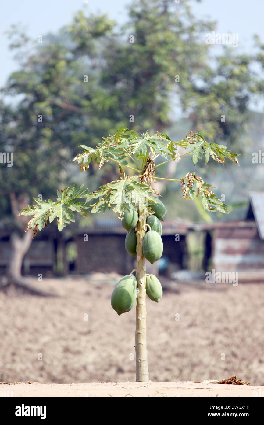 Papaya trees in the plantation and water deficit. Stock Photo