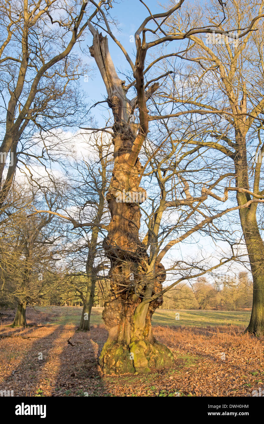 Old gnarled Tree Stock Photo