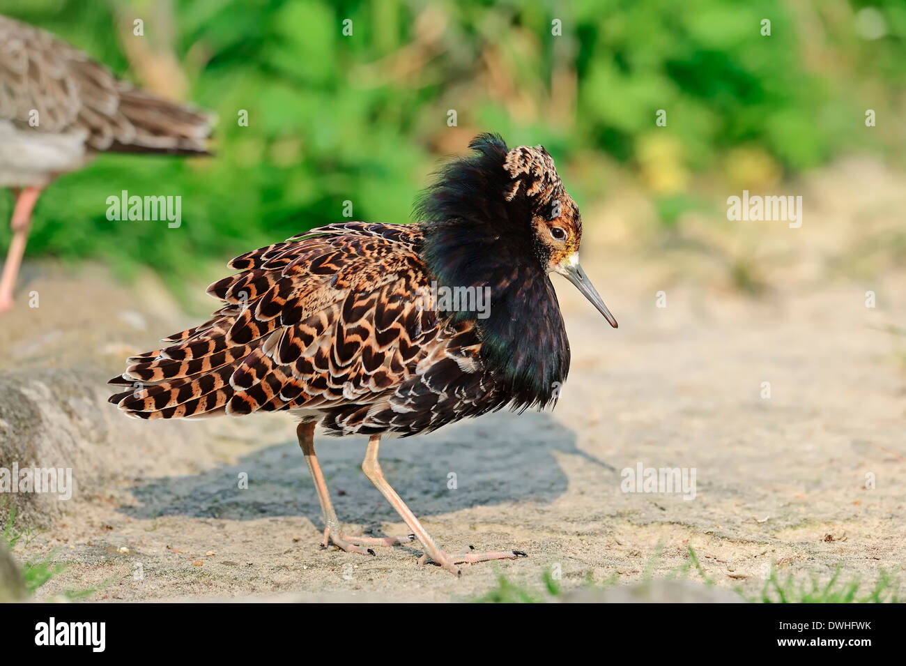 Ruff (Philomachus pugnax), male Stock Photo