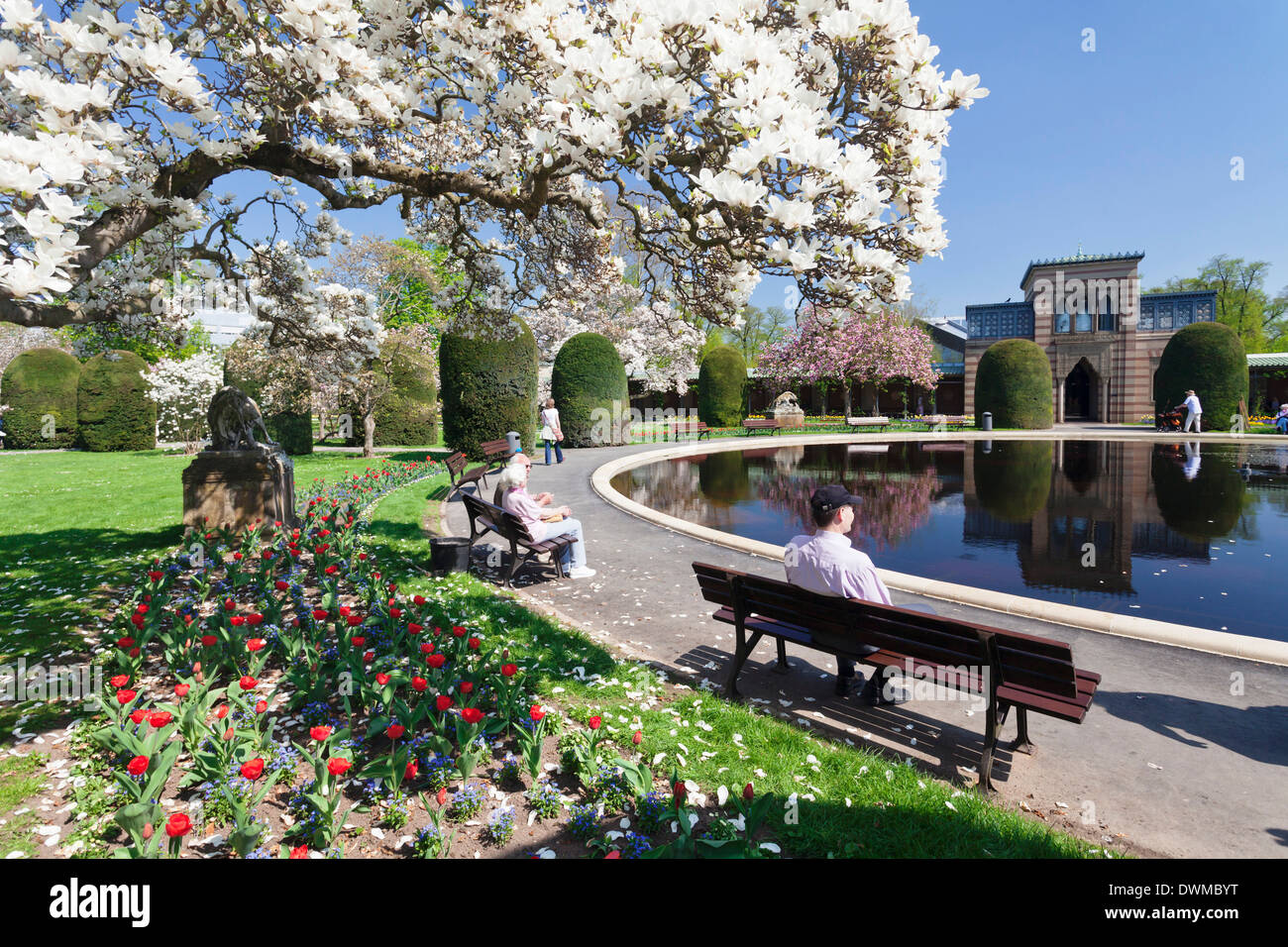 Magnolia blossom, Moorish Garden, Wilhelma Zoo and Botanical Gardens, Stuttgart, Baden Wurttemberg, Germany, Europe Stock Photo