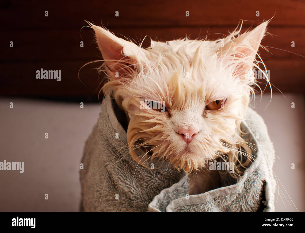 Wet cat Stock Photo