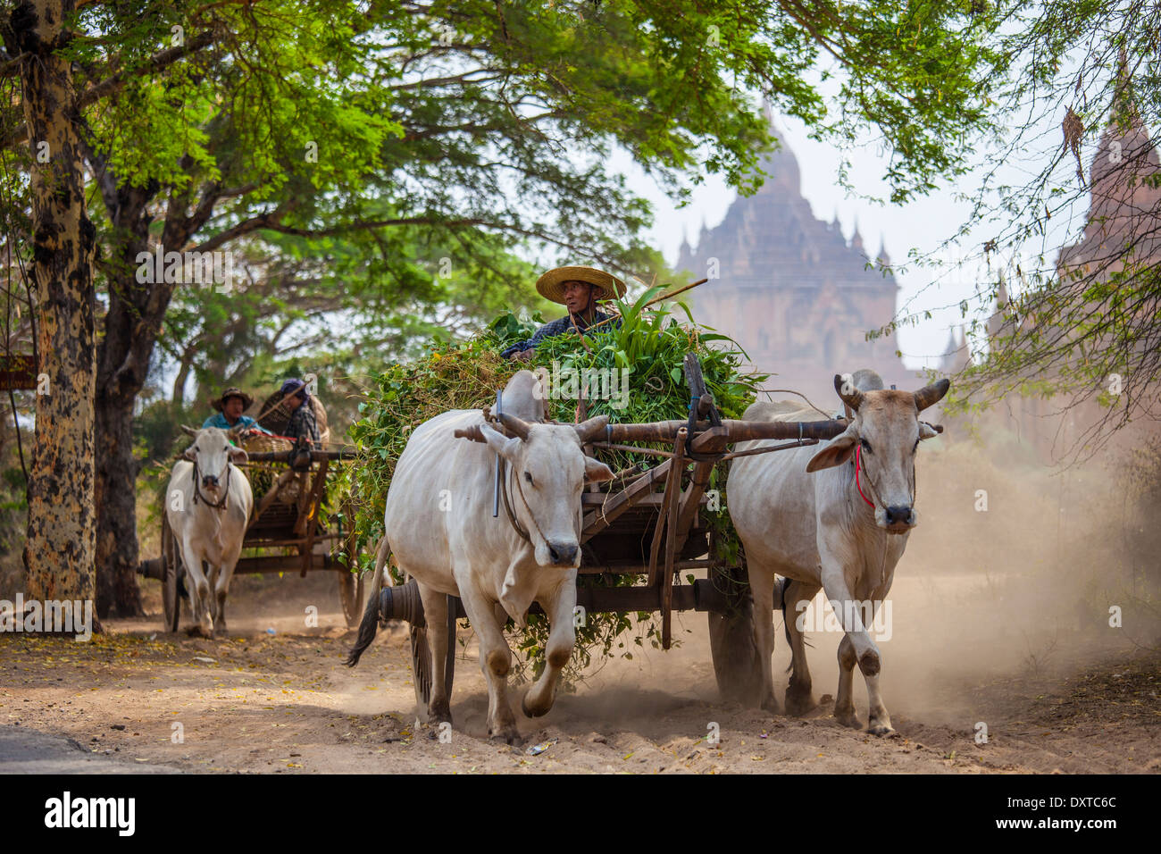 Ox cart hauling harvest in Bagan, Myanmar Stock Photo