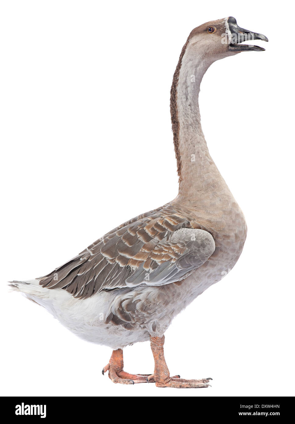 Gray goose farm bird isolated on white Stock Photo