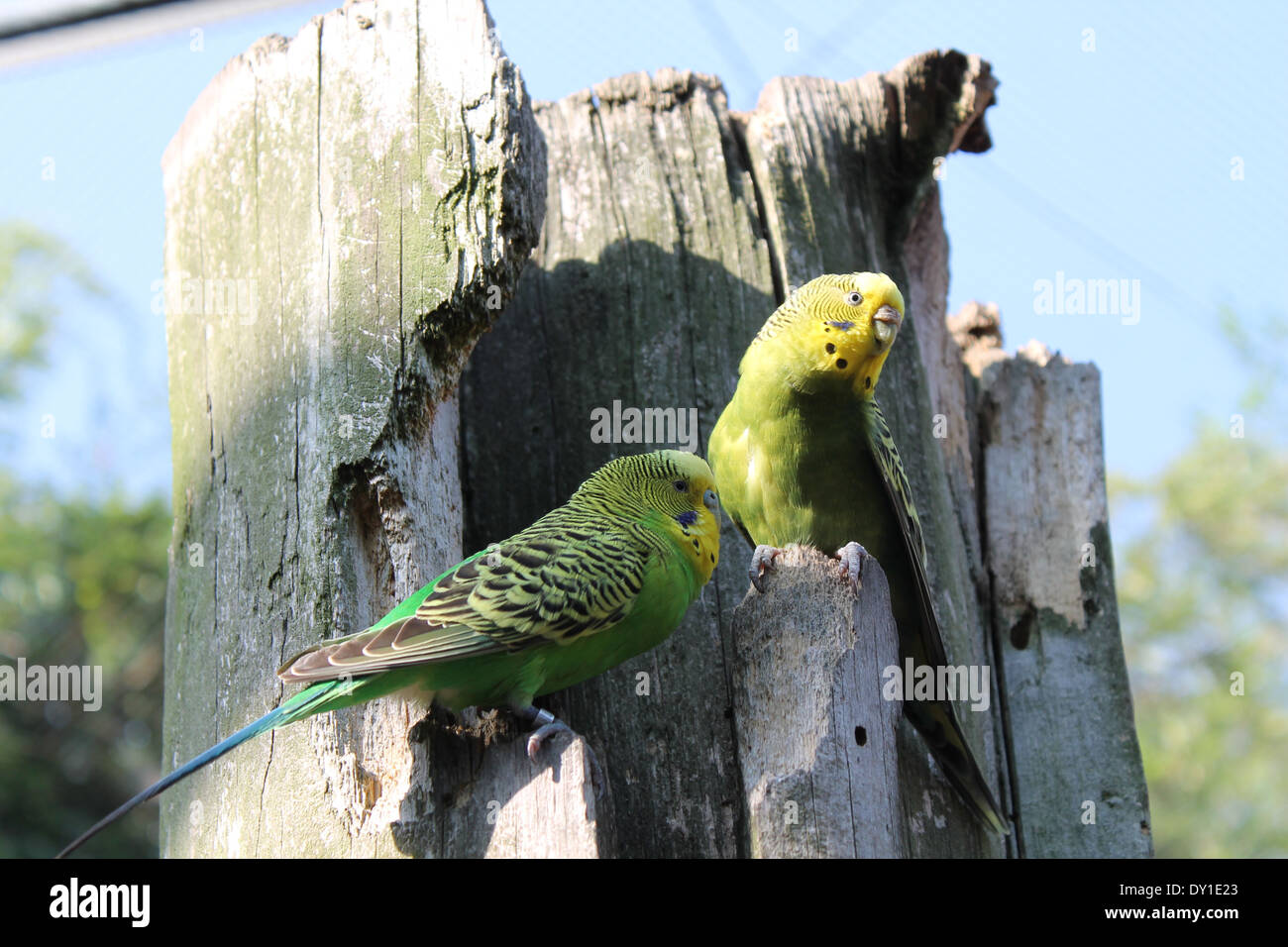 canary birds Stock Photo