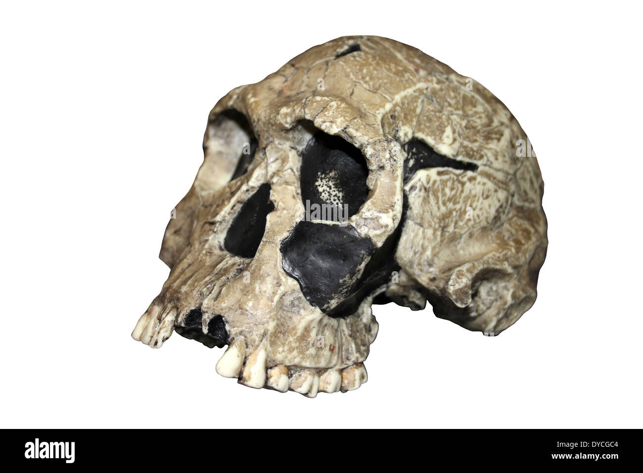 Replica Homo habilis Skull KNM ER 1813 Stock Photo