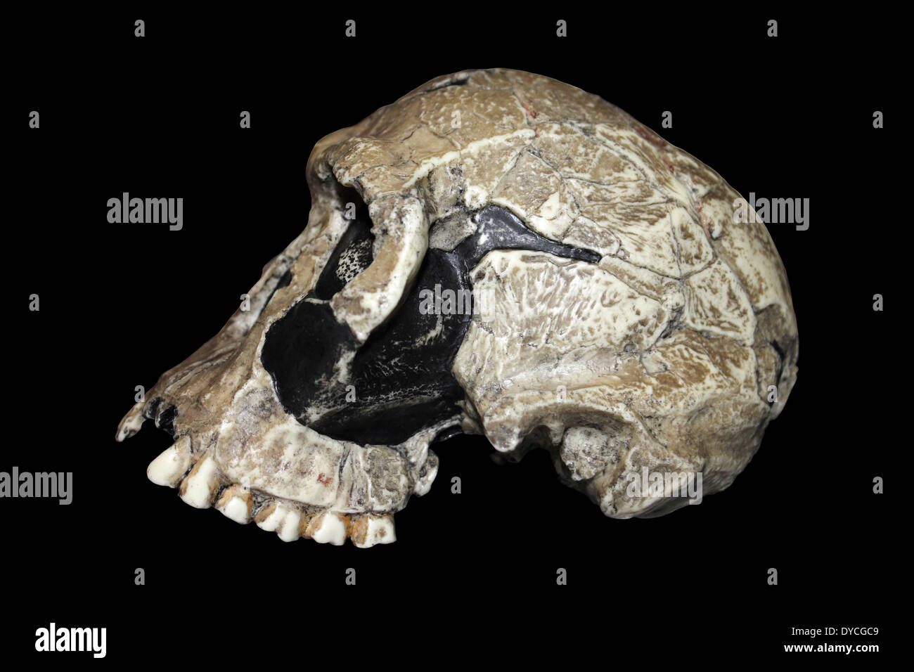 Homo habilis Skull KNM ER 1813 Replica Side-view Stock Photo