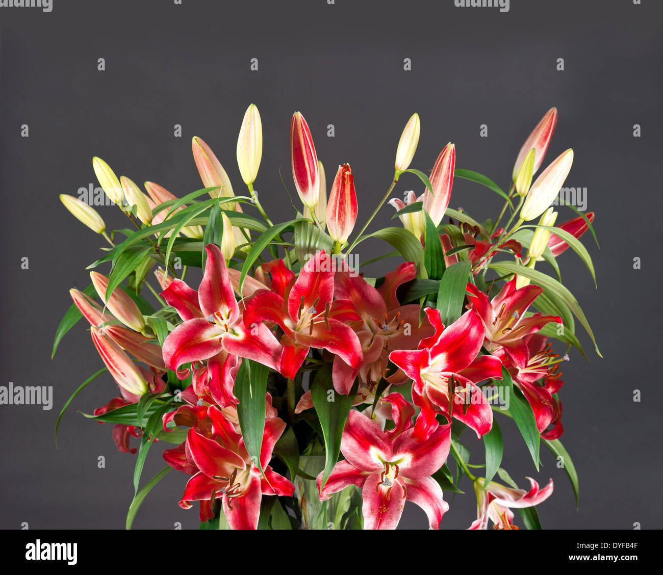 red Lily flowers bouquet on black background Stock Photo