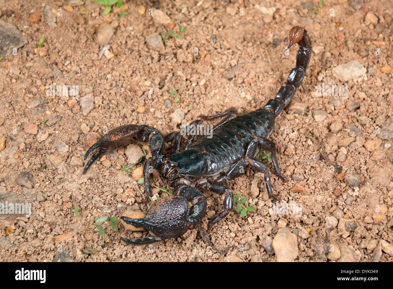 Emperor scorpion (Pandinus imperator), Ghana. Stock Photo