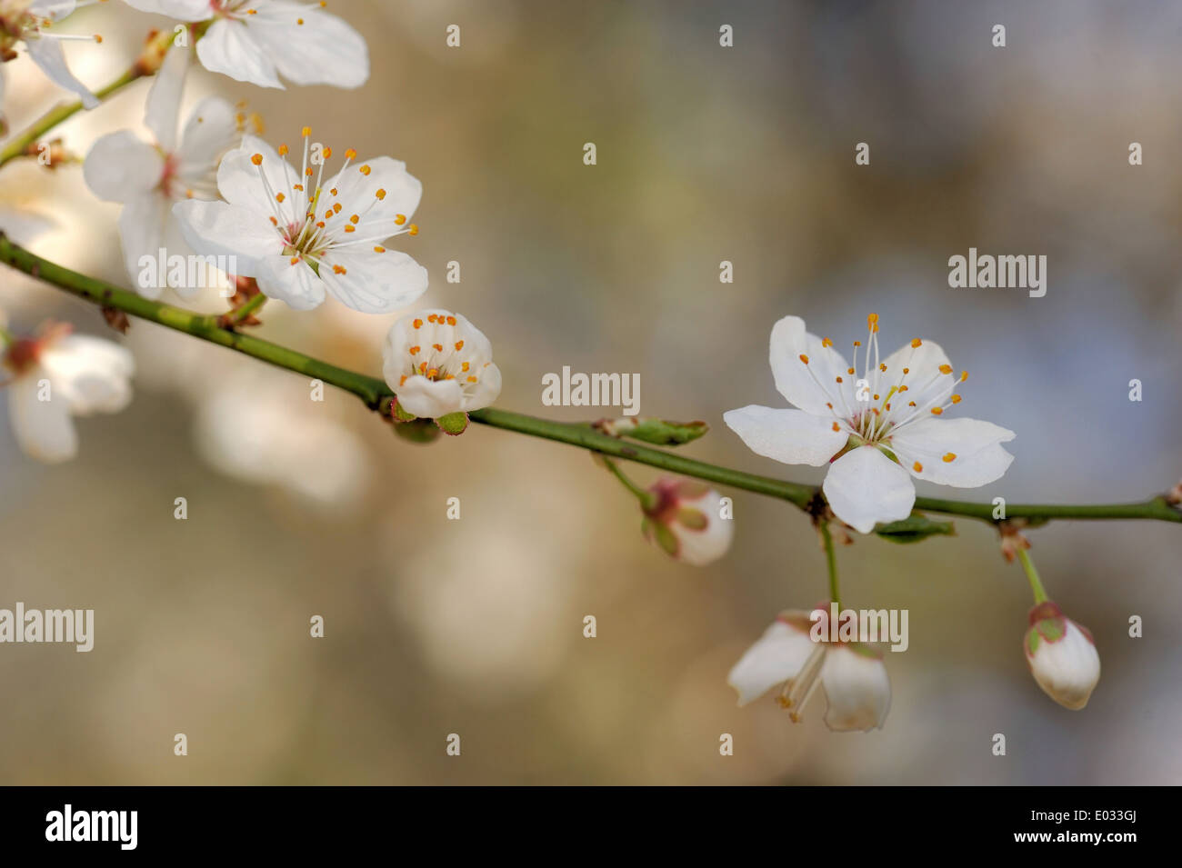 Prunus cerasifera is a species of plum known by the common names cherry plum and myrobalan plum Stock Photo