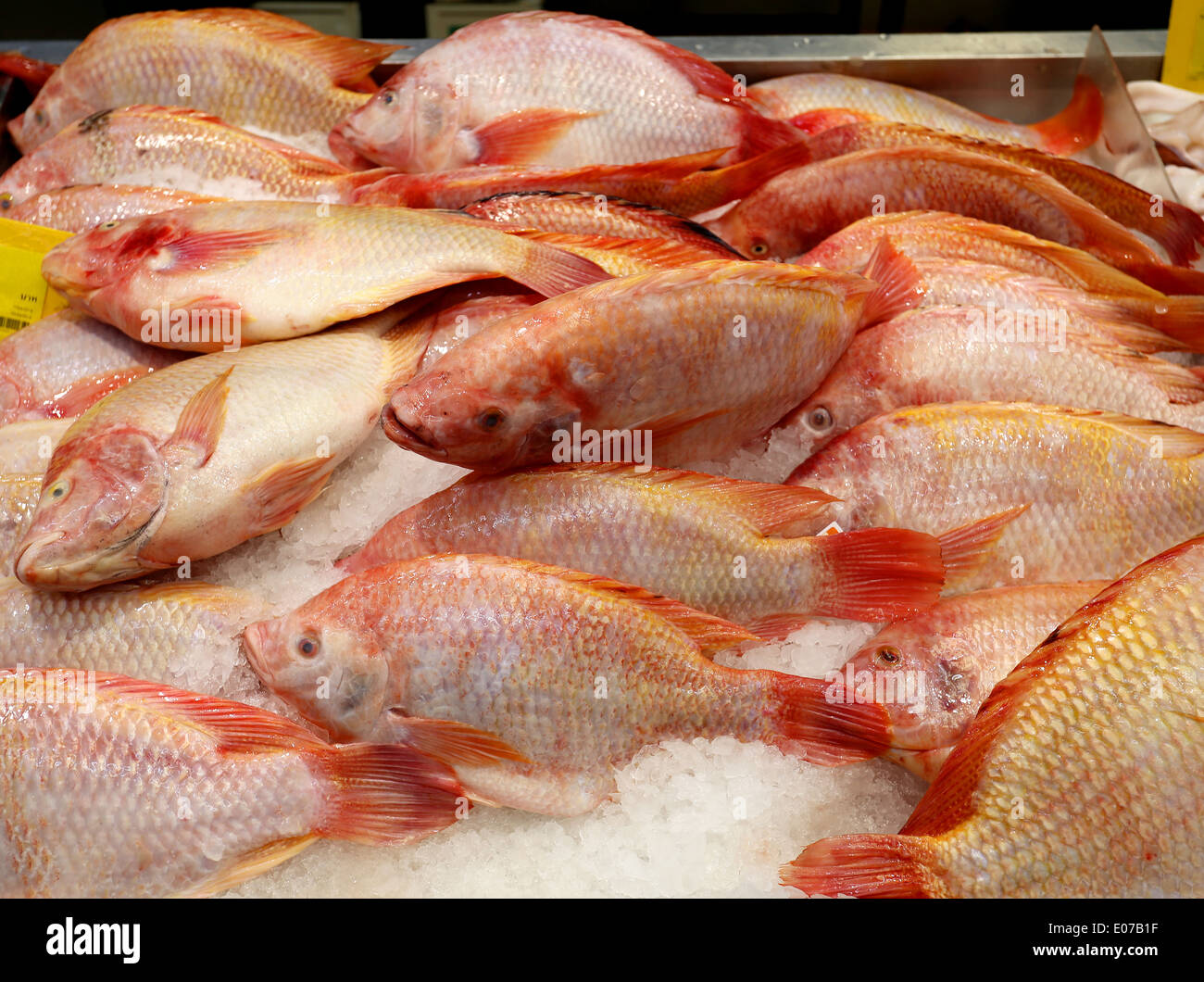 red fish Stock Photo