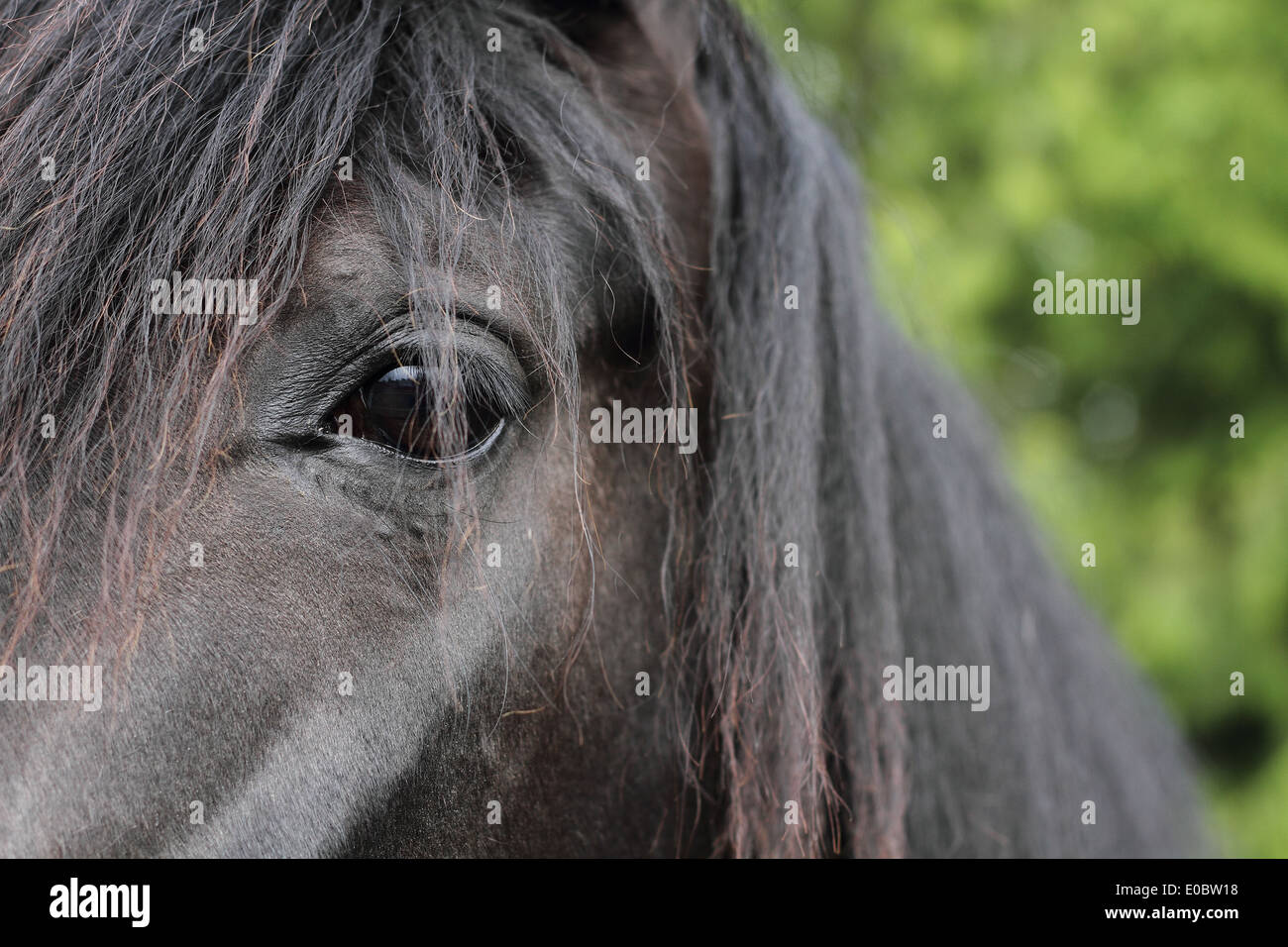 Beautiful Horse Stock Photo