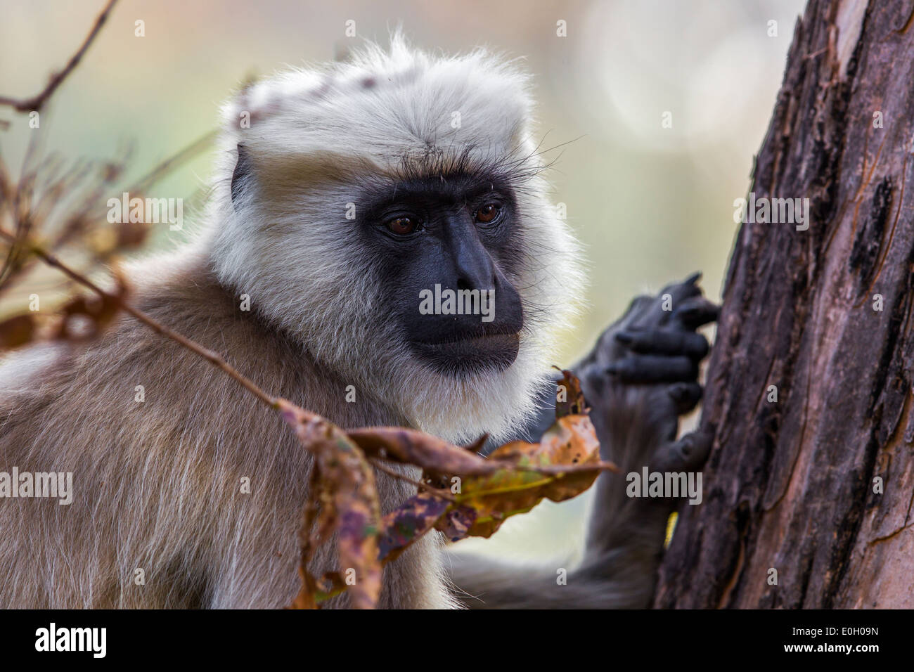 Indian Languor, monkey (Presbytis entellus) on a tree at Jim Corbet national Park, india. Stock Photo