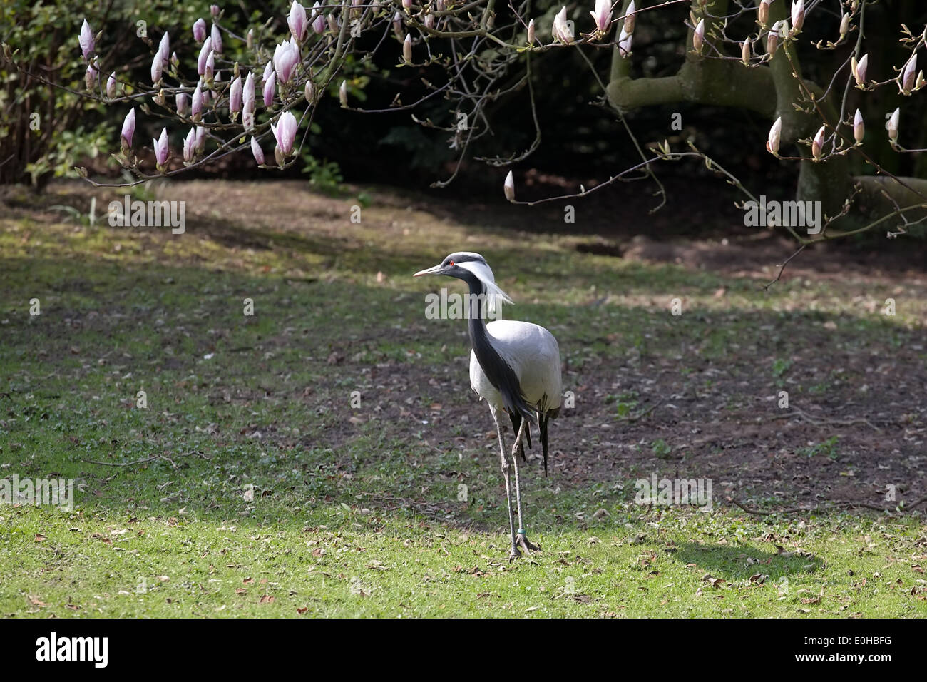 black and white heron full-length standing on green grass lawn background Stock Photo