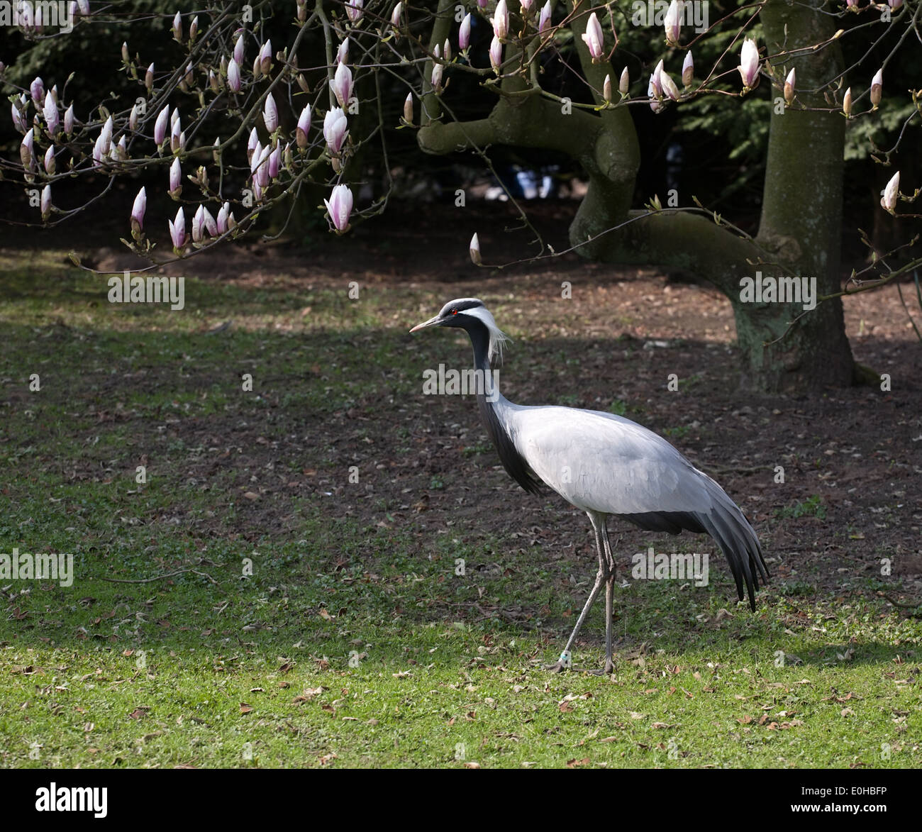 black and white heron full-length standing on green grass lawn and spring flowers background Stock Photo