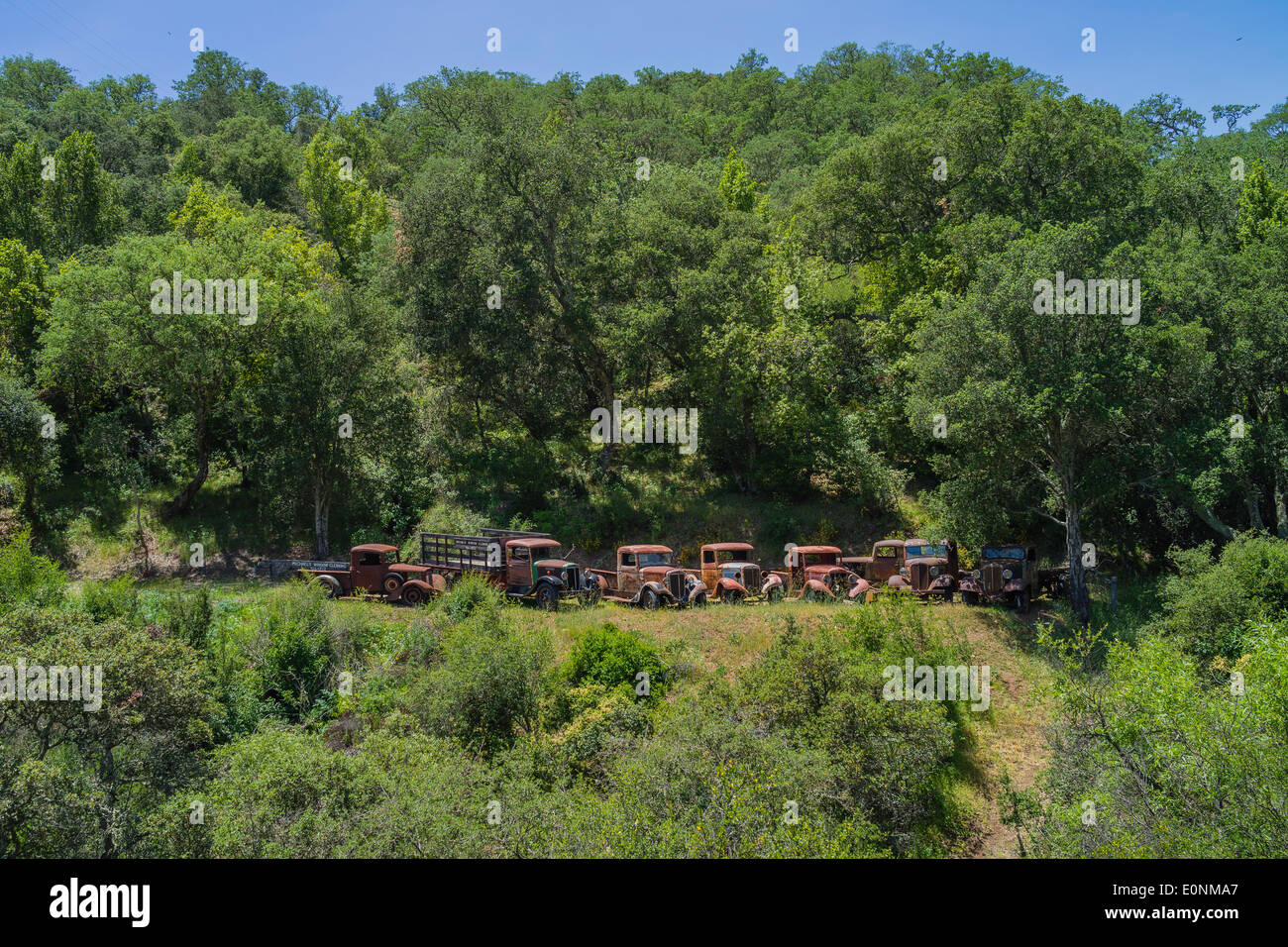 A row of 1930's dilapidated and rusting trucks lined up in Atascadero, California on a hillside surrounded by green trees and bu Stock Photo