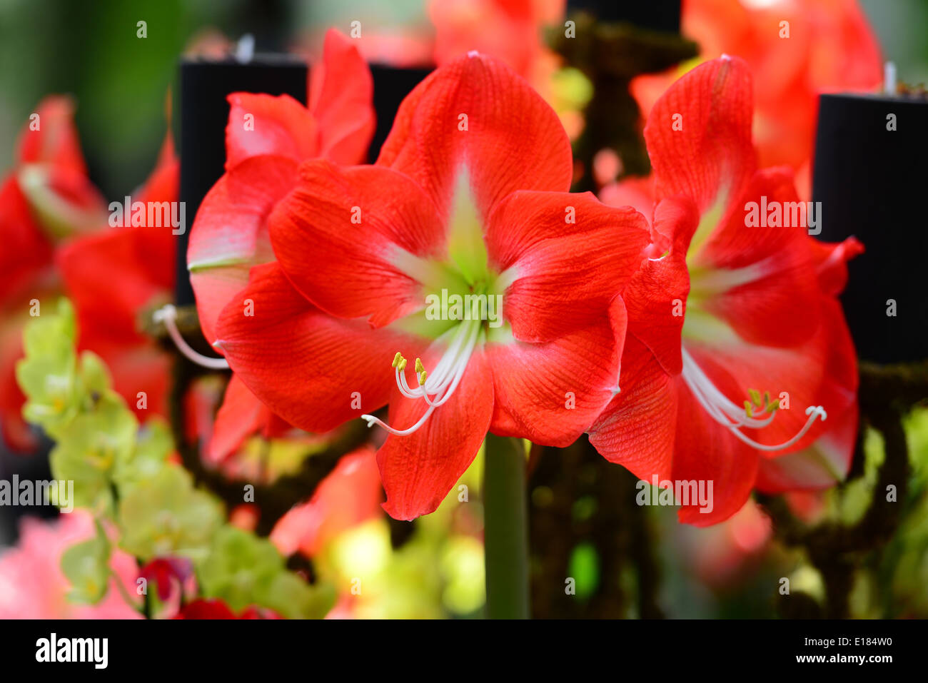 Red Lily Stock Photo