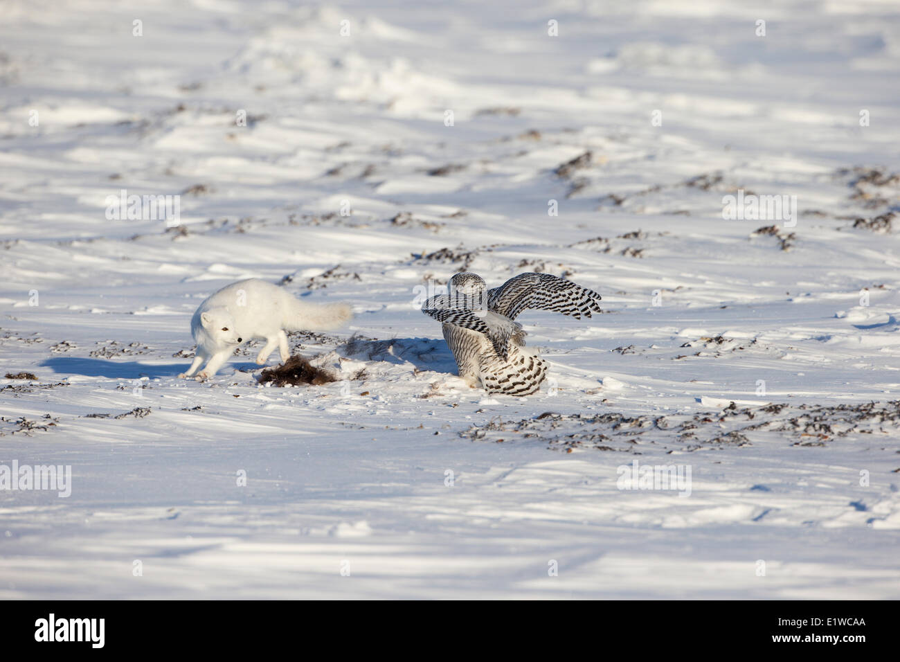 Arctic fox (Alopex lagopus) snowy owl (Bubo scandiacus) with scrap musk ox (Ovibos moschatus) west coast Hudson Bay south Stock Photo