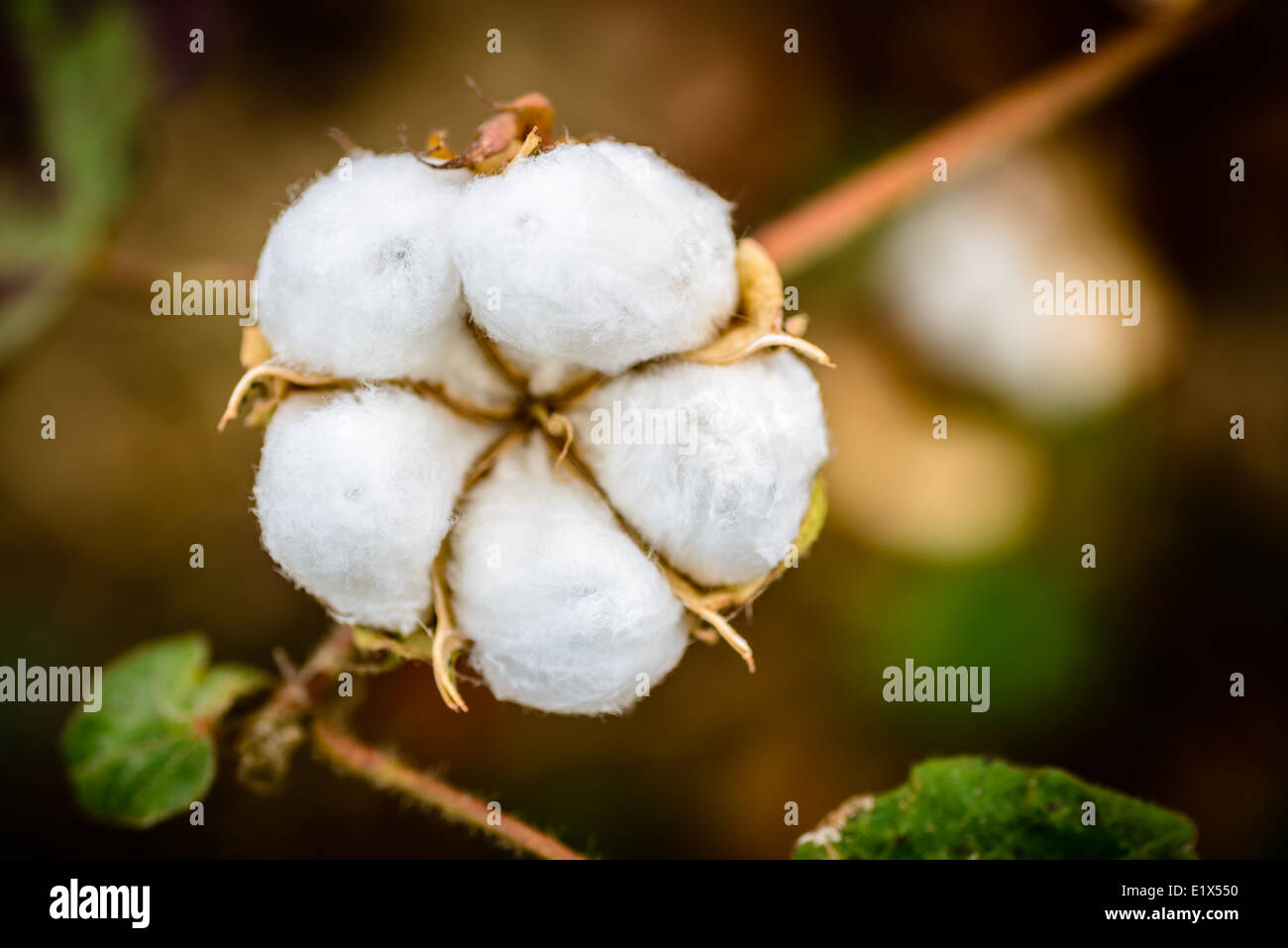 mature 5-lock cotton boll,close up,top view. Stock Photo