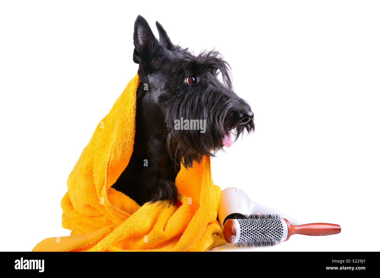 Dog after bath Stock Photo