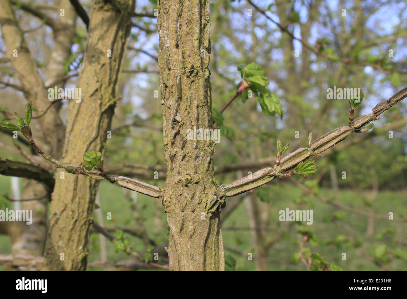 Field Maple (Acer campestre) close-up of 'corky' twigs, growing in woodland, Vicarage Plantation, Mendlesham, Suffolk, England, Stock Photo