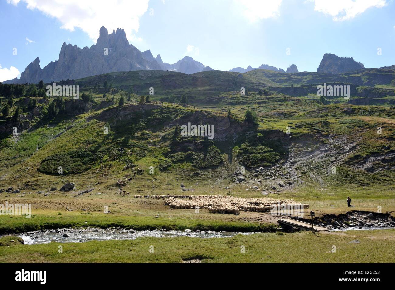 France Hautes Alpes Brianconnais area the valley of La Claree herd of sheep Stock Photo