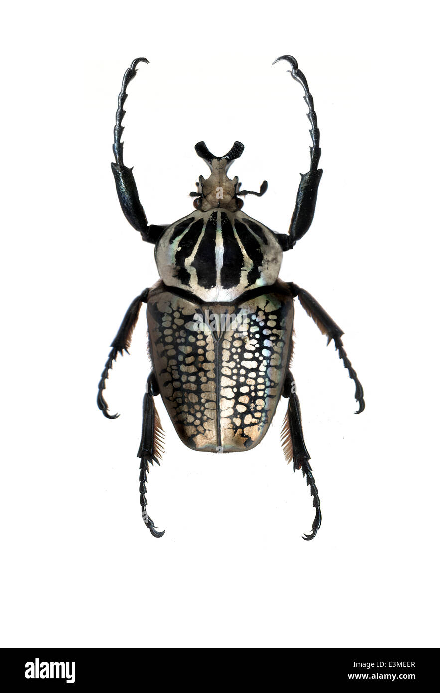 Coleoptera; Scarabaeidae; Goliathus meleagris undulatus; Linnaeus 1771; Goliath beetle; Stock Photo