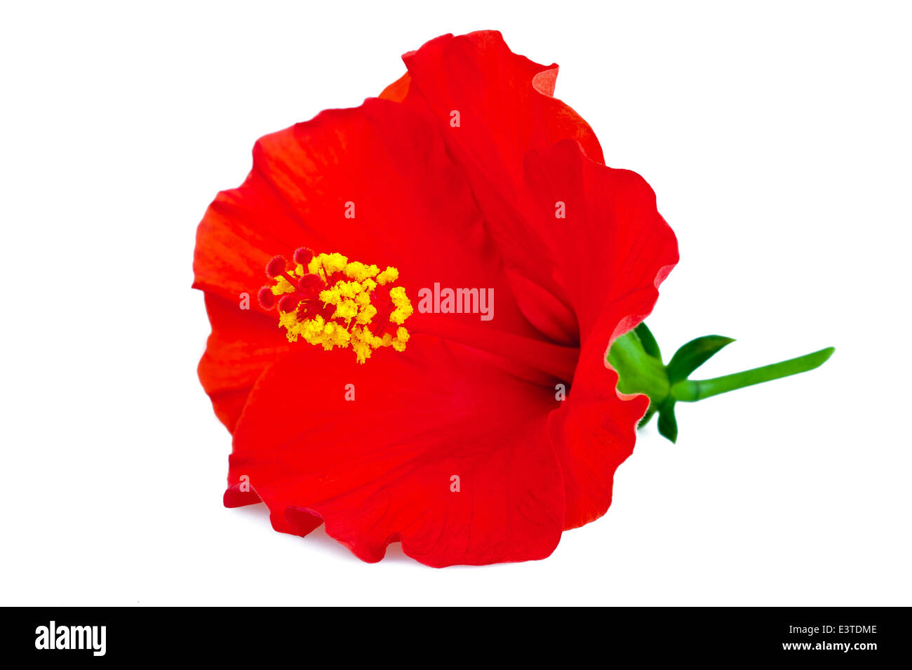 Red hibiscus flower isolated on white background. Stock Photo