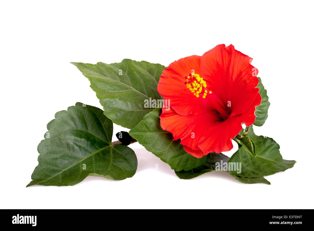 Red hibiscus flower isolated on white background. Stock Photo