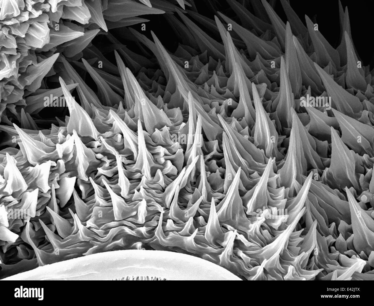 Large Caterpillar: Gold coated and imaged in Scanning electron microscope Stock Photo