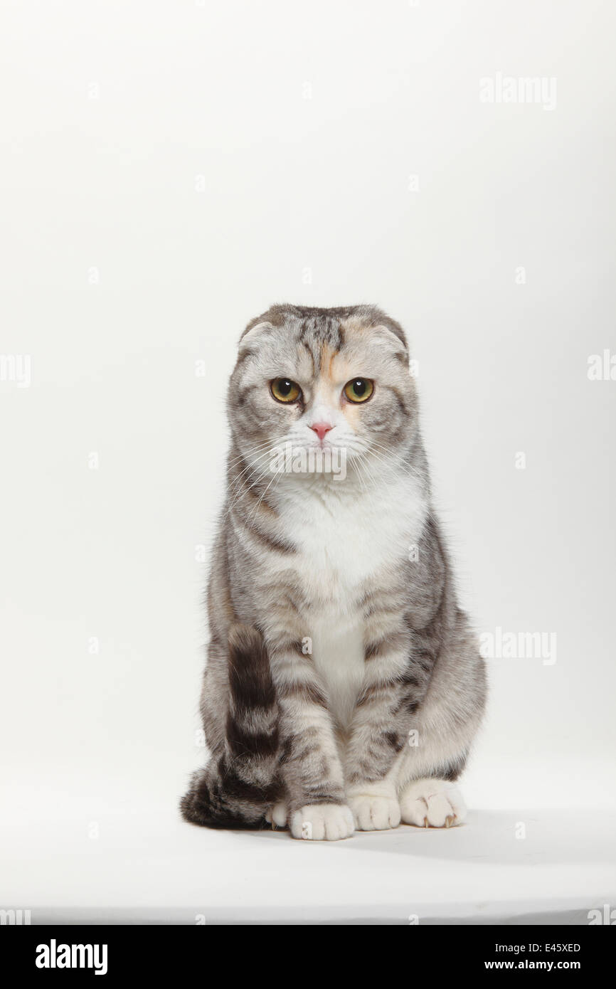 Scottish Fold cat, tabby coated, sitting Stock Photo