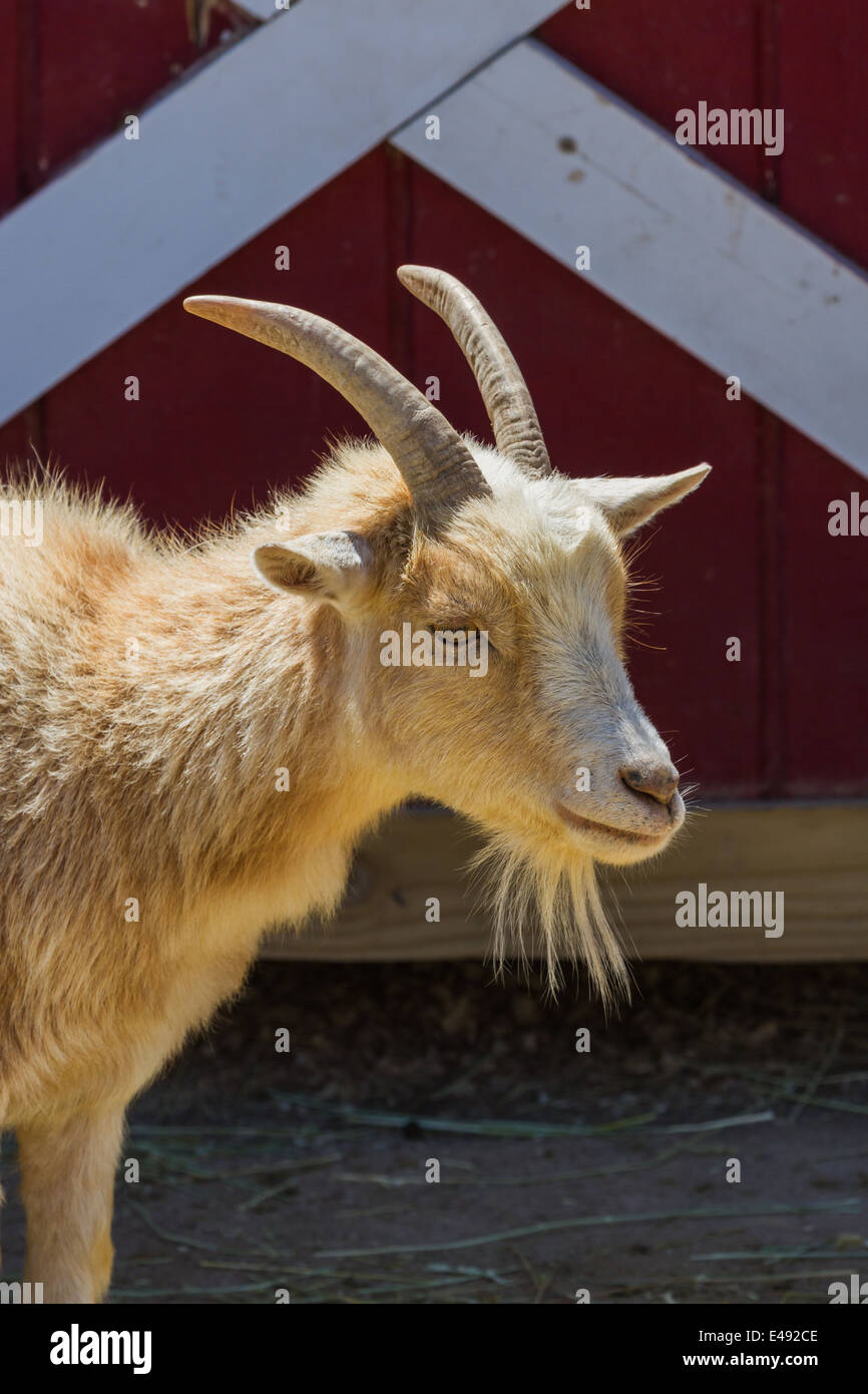 portrait of a farm goat in bright sunny conditions Stock Photo