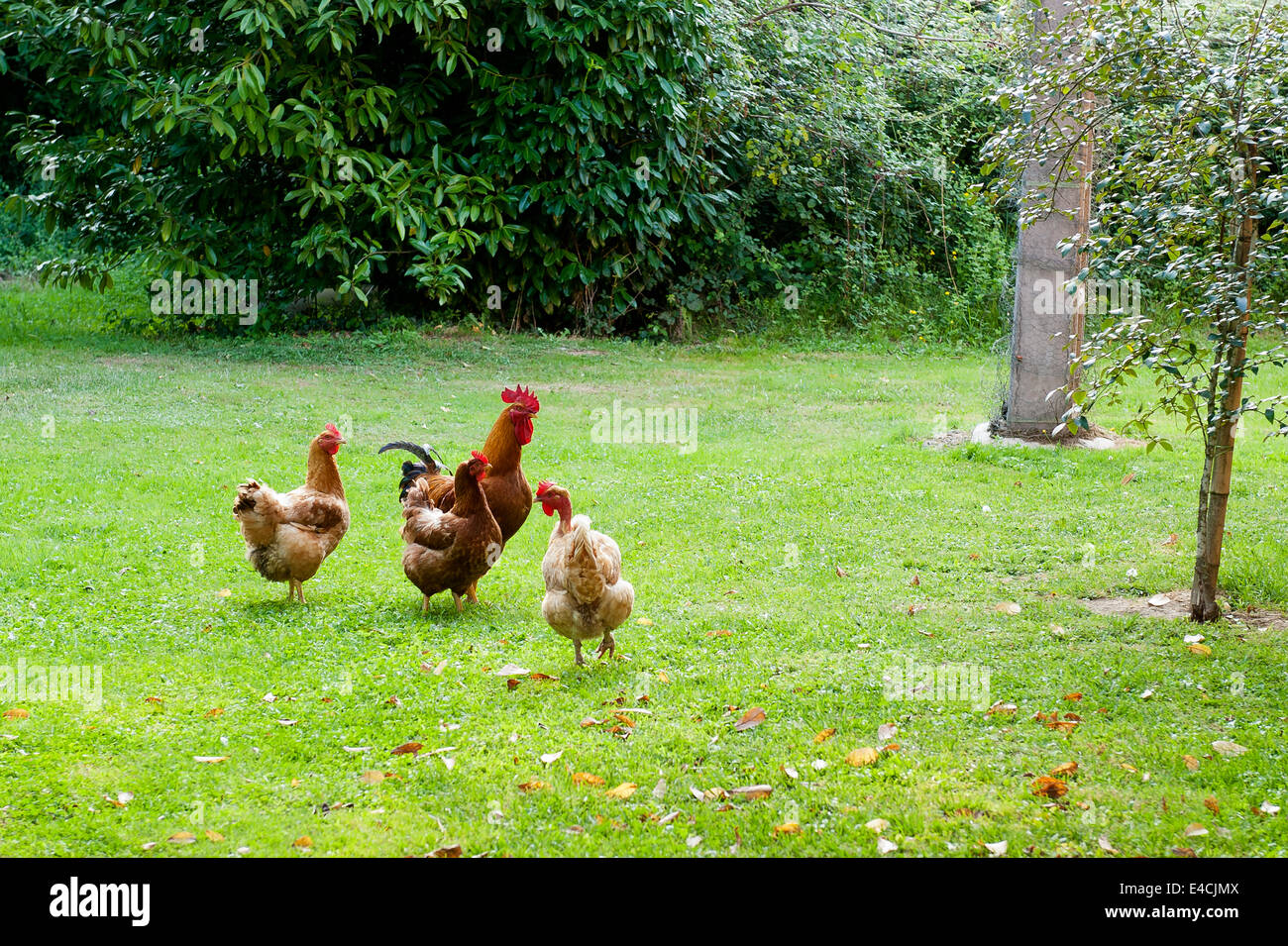 A cockerel and his hens on grass lawn Stock Photo