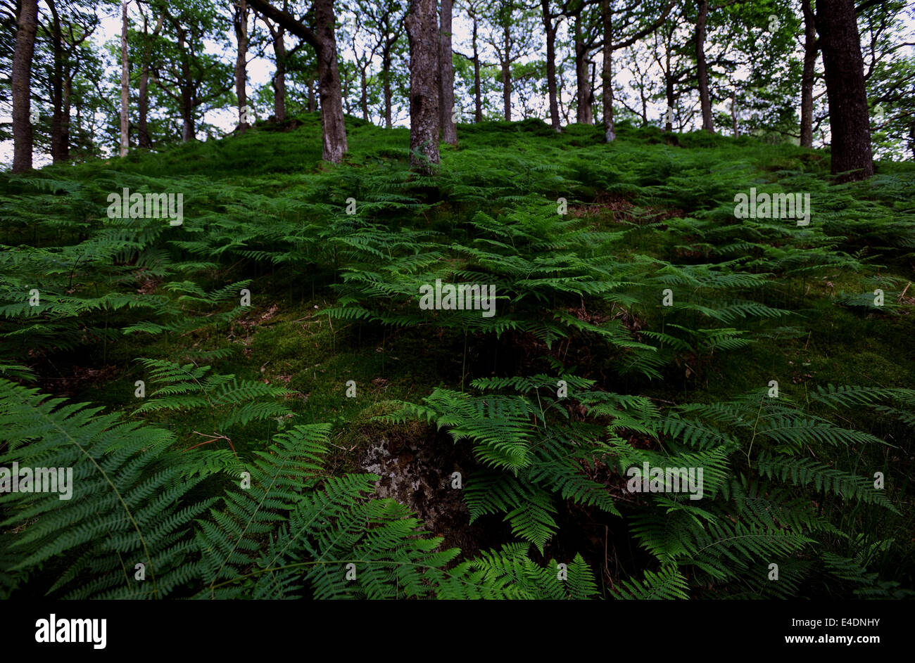 English Woodland ferns, Lake District, Cumbria, UK Stock Photo