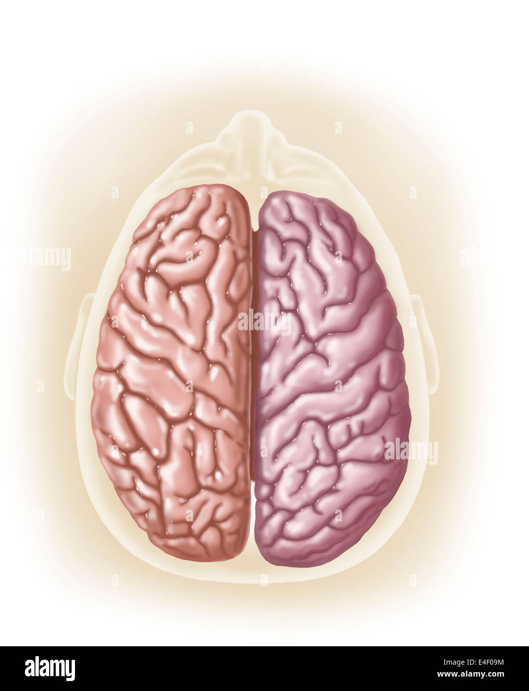 View of top of human head showing hemispheres of the human brain. Stock Photo