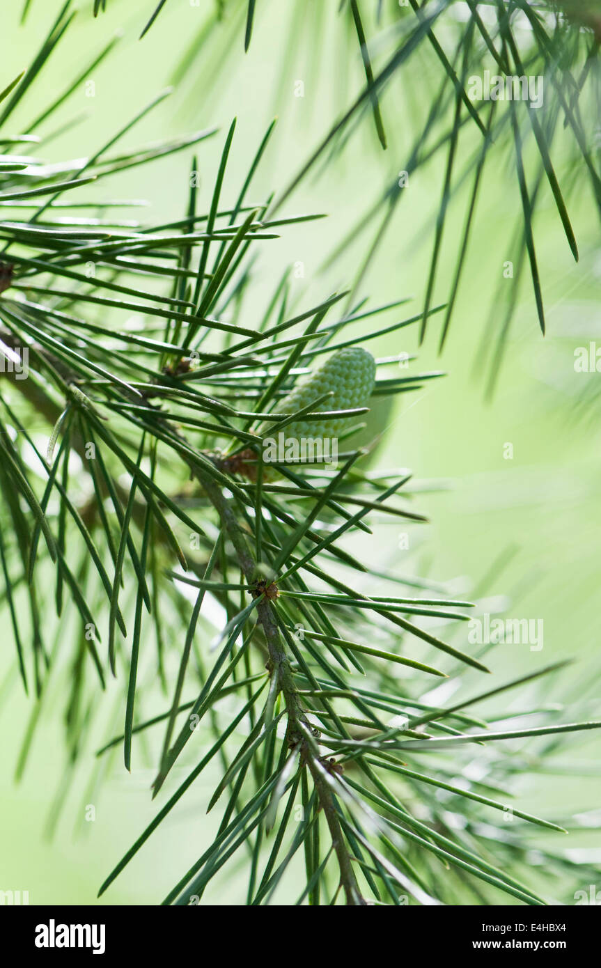 Deodar tree, Cedrus deodara. Stock Photo