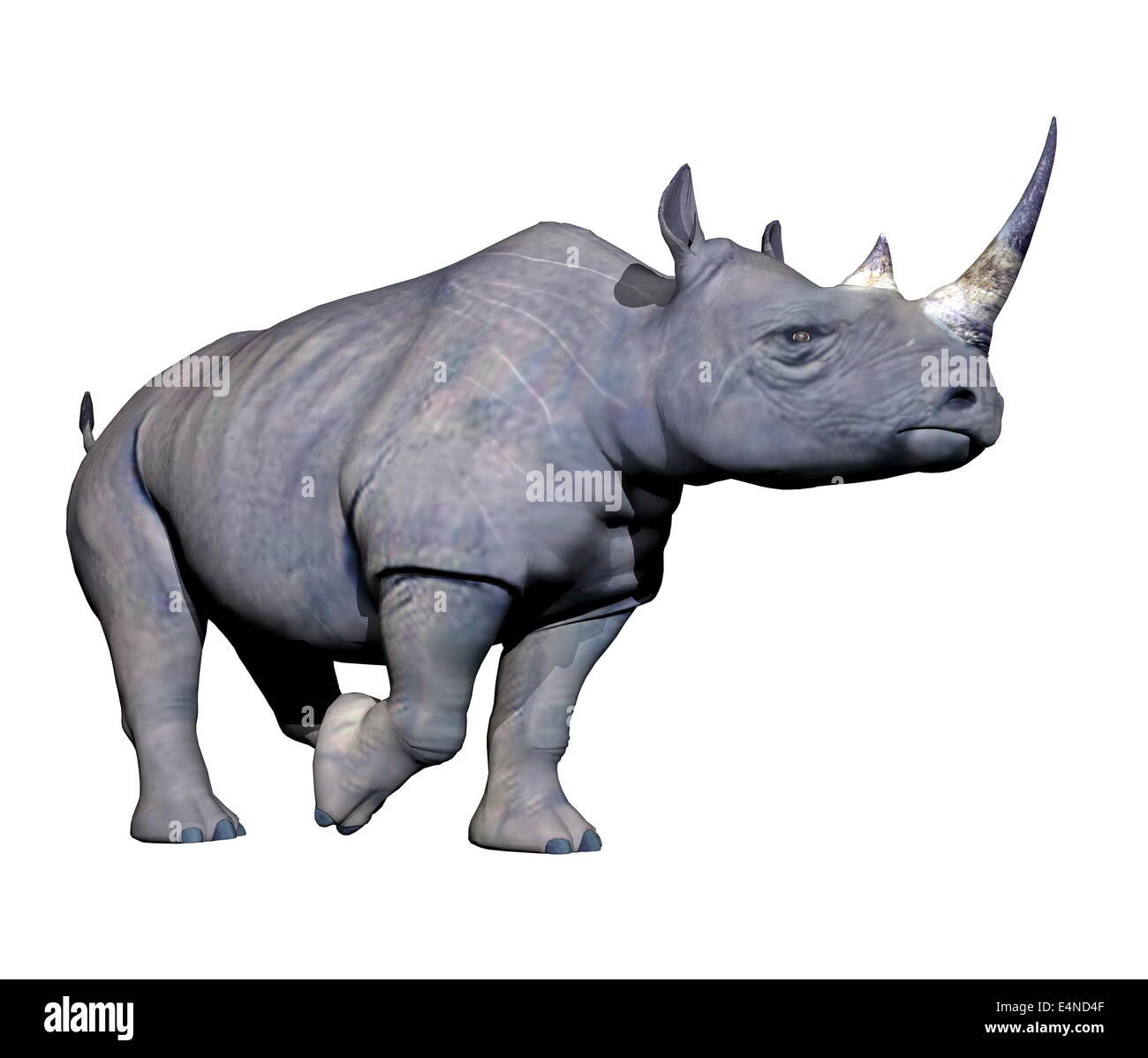 Rhinoceros running Stock Photo