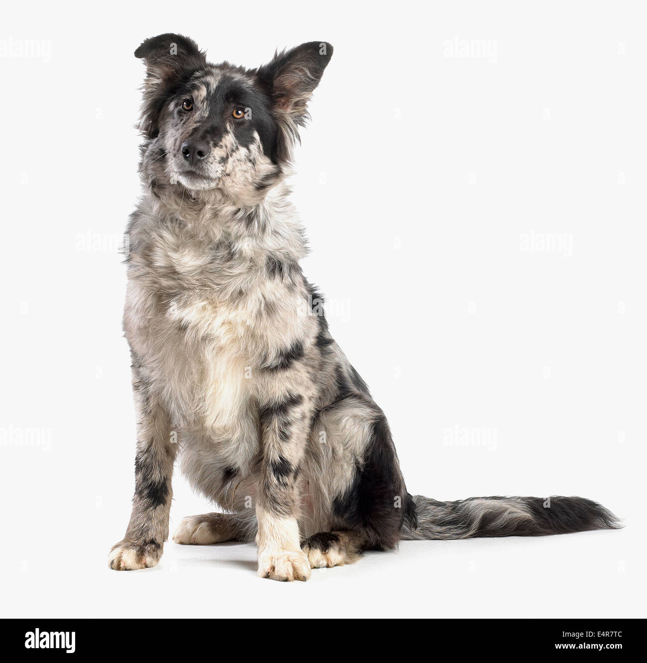 German Shepherd Border Collie cross, 4-month-old Stock Photo