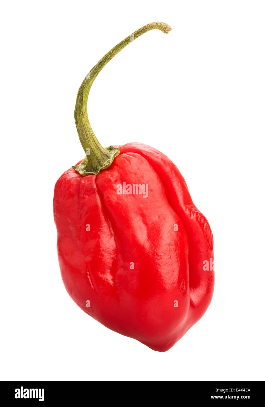 chili pepper isolated Stock Photo