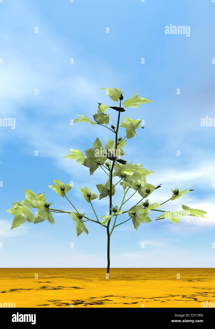 Cotton plant - 3D render Stock Photo