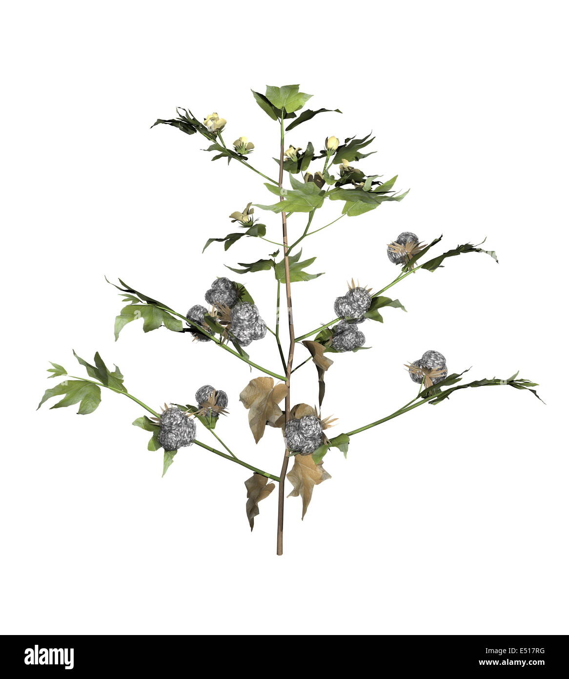 Cotton plant - 3D render Stock Photo