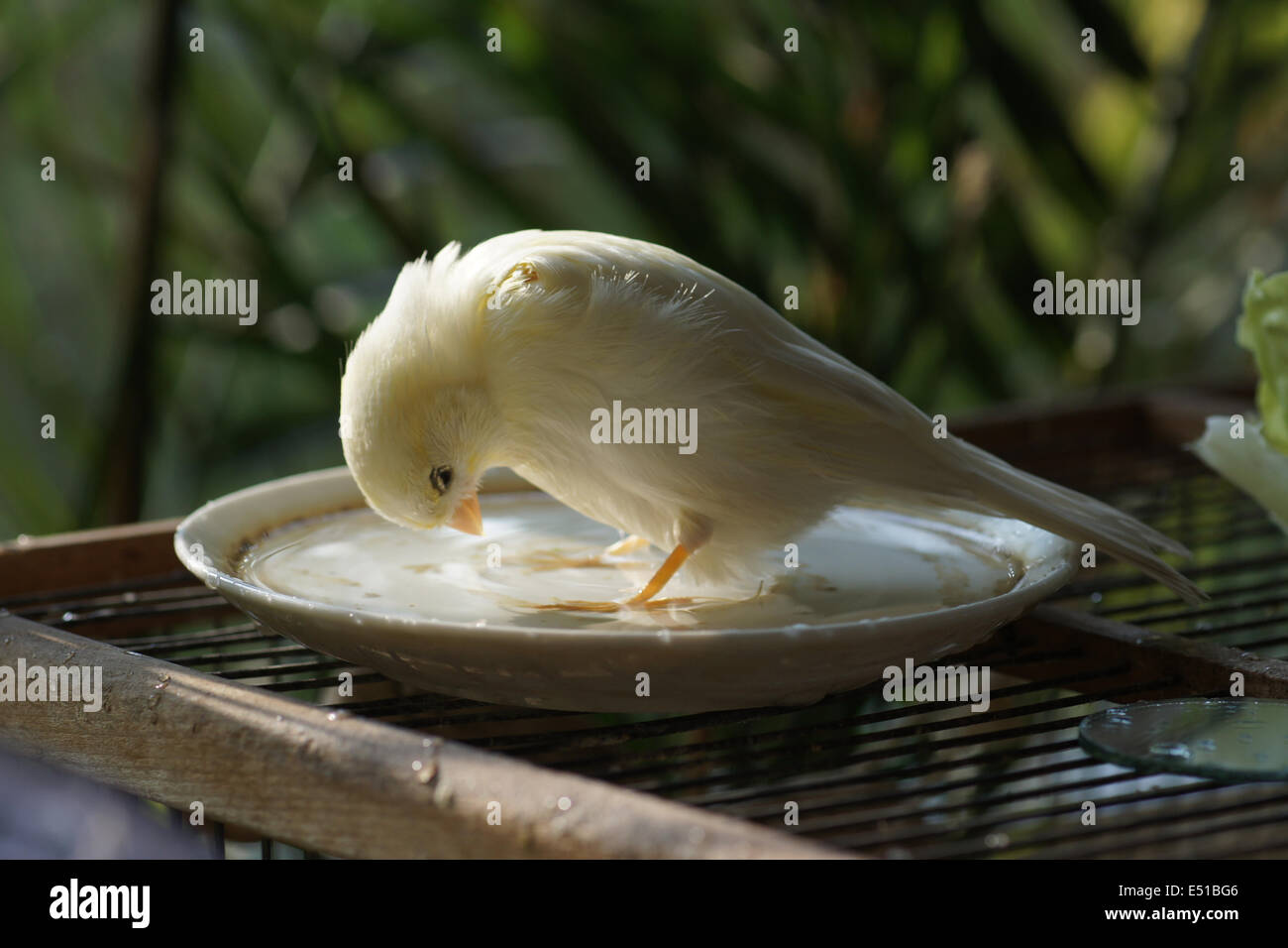 Canary in a birds bath Stock Photo