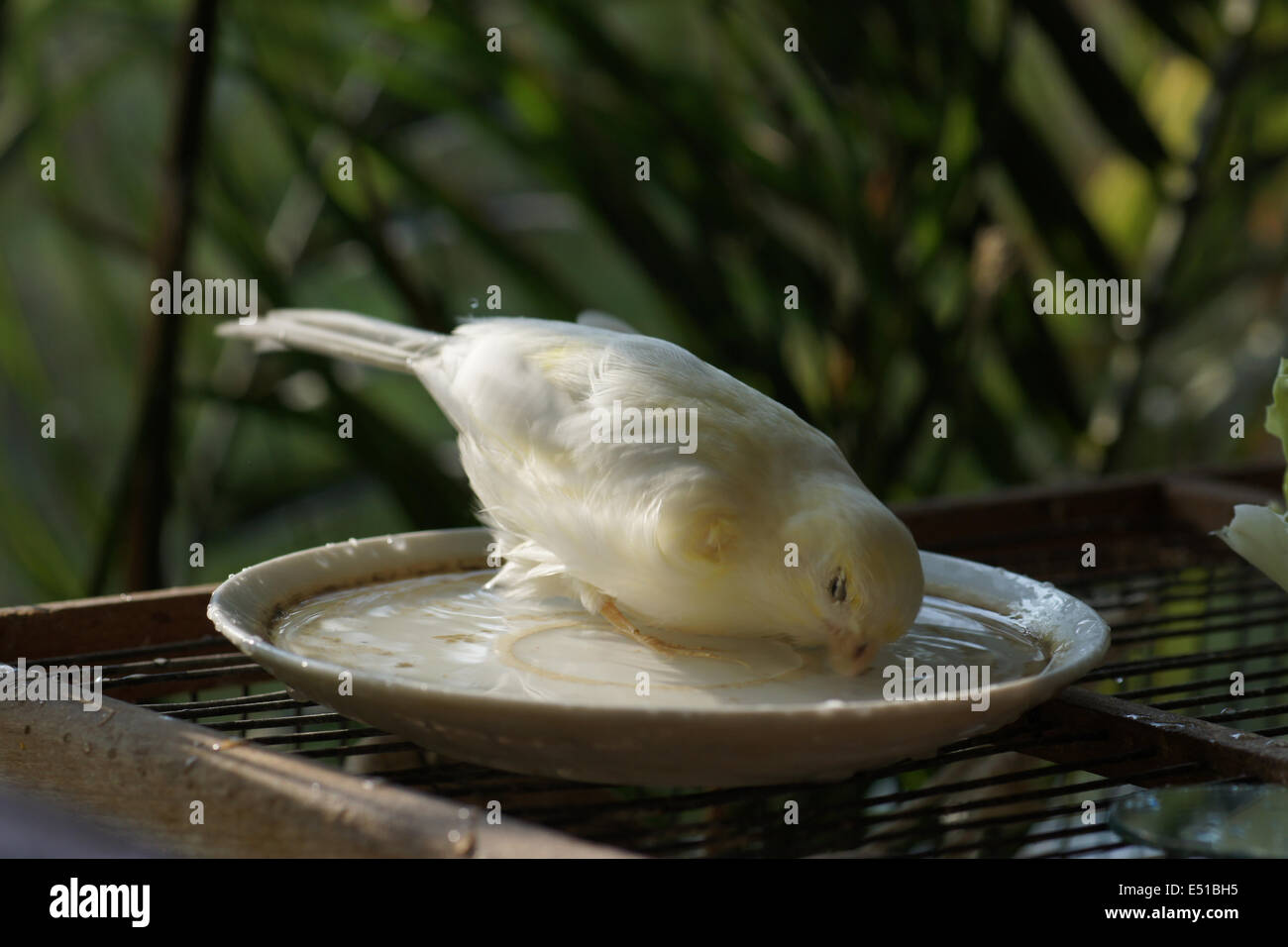 Canary in a birds bath Stock Photo