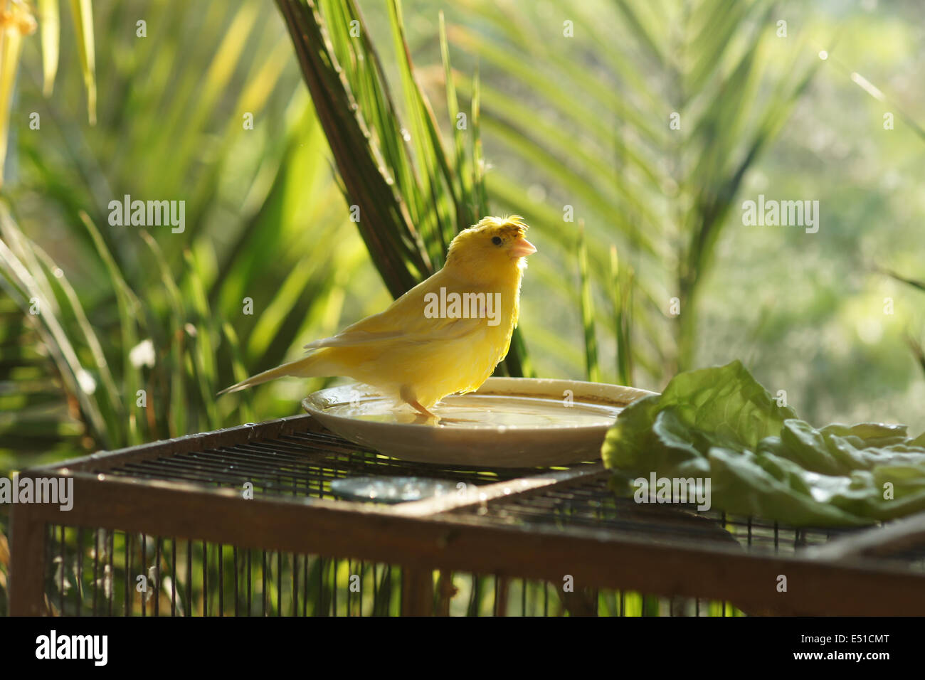 Canary in a birds bath Stock Photo